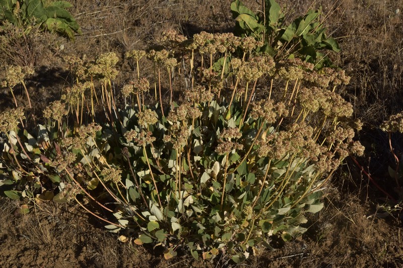 Eriogonum compositum var. leianthum photo 2