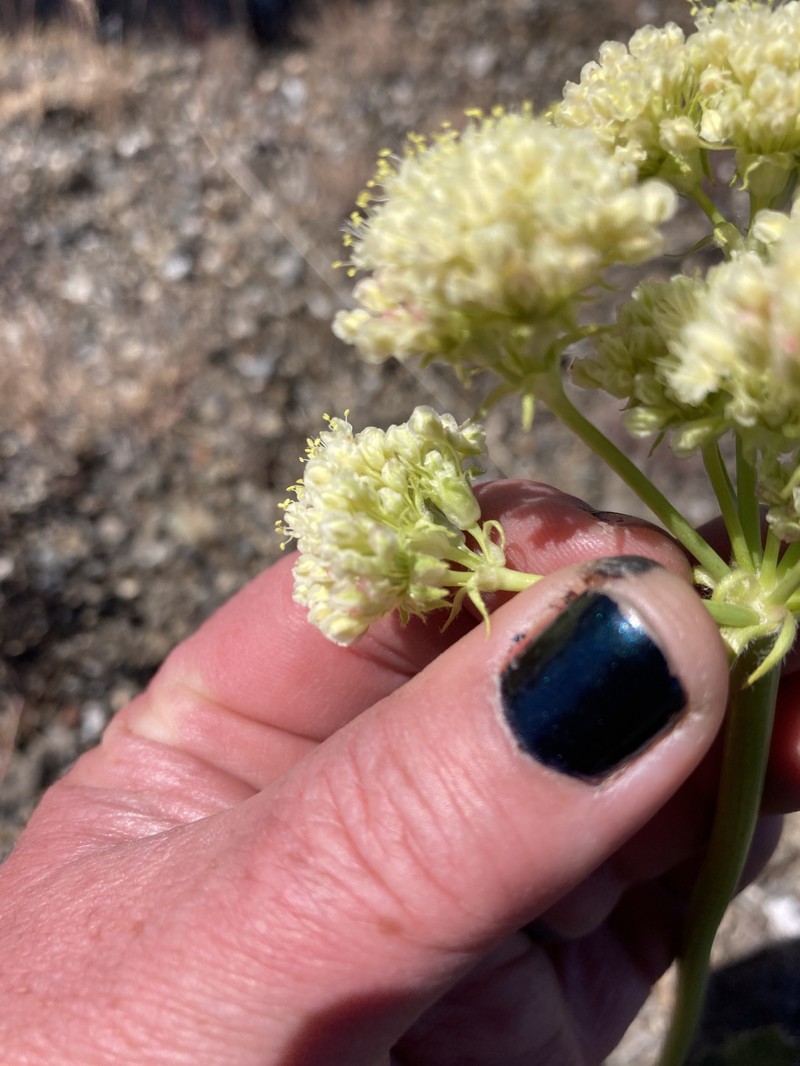Eriogonum compositum var. leianthum photo 3