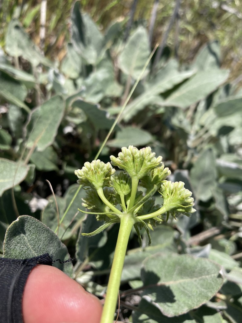 Eriogonum compositum var. leianthum photo 4