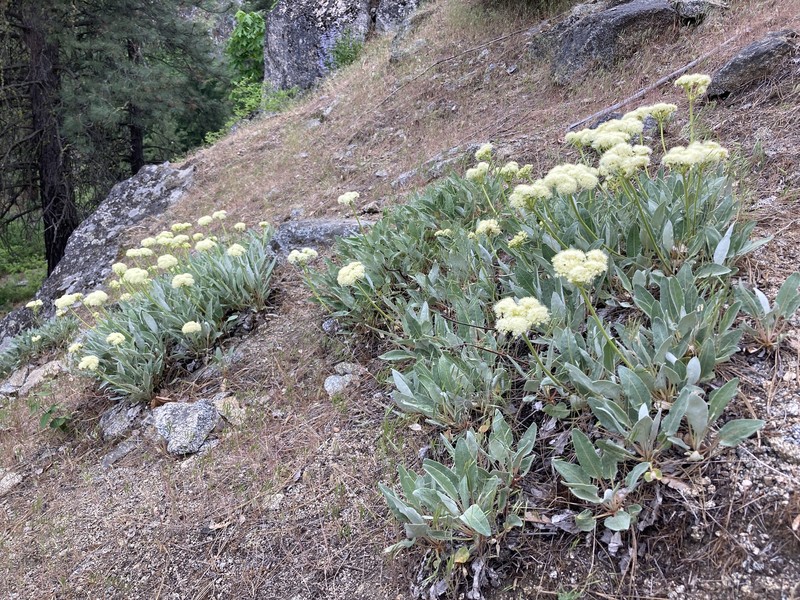Eriogonum compositum var. leianthum photo 5
