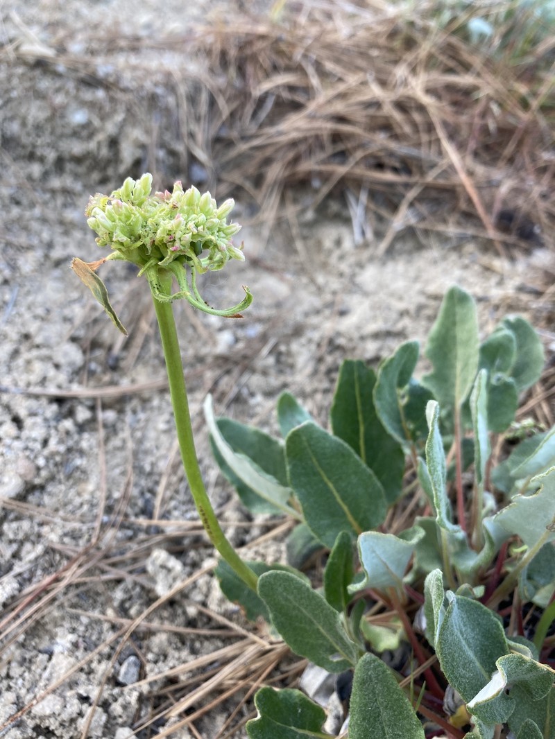 Eriogonum compositum var. leianthum photo 6