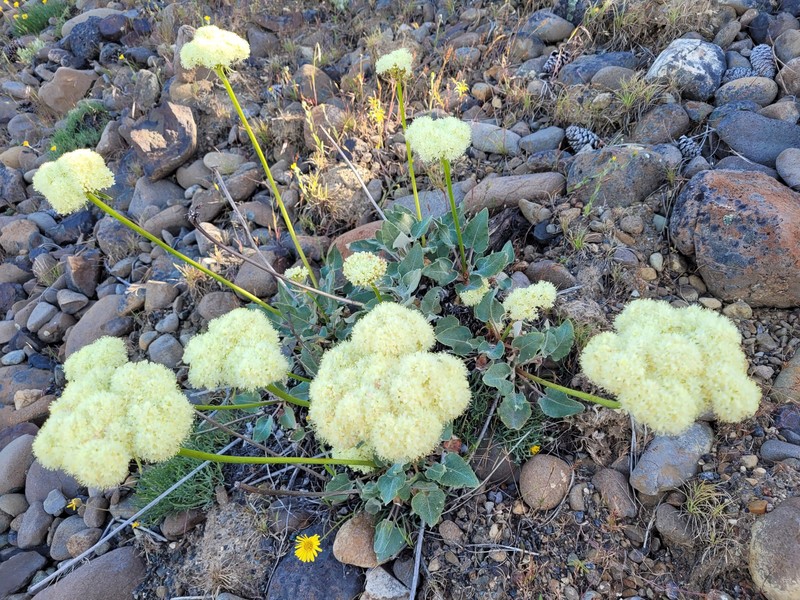 Eriogonum compositum var. leianthum photo 7