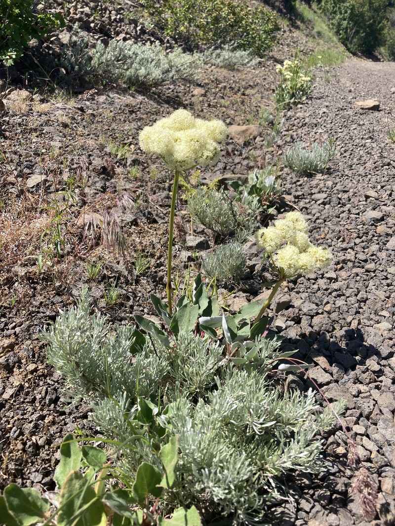 Eriogonum compositum var. leianthum photo 8
