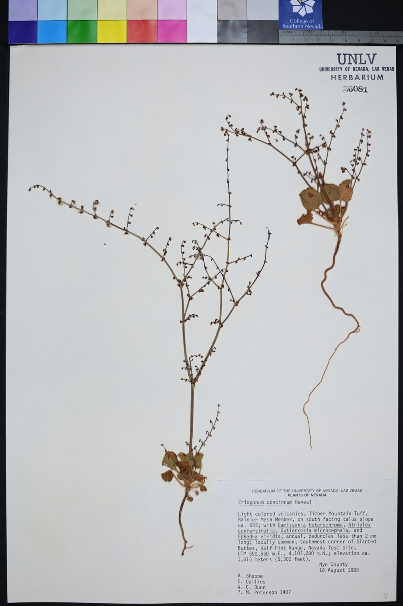 Mourning Buckwheat