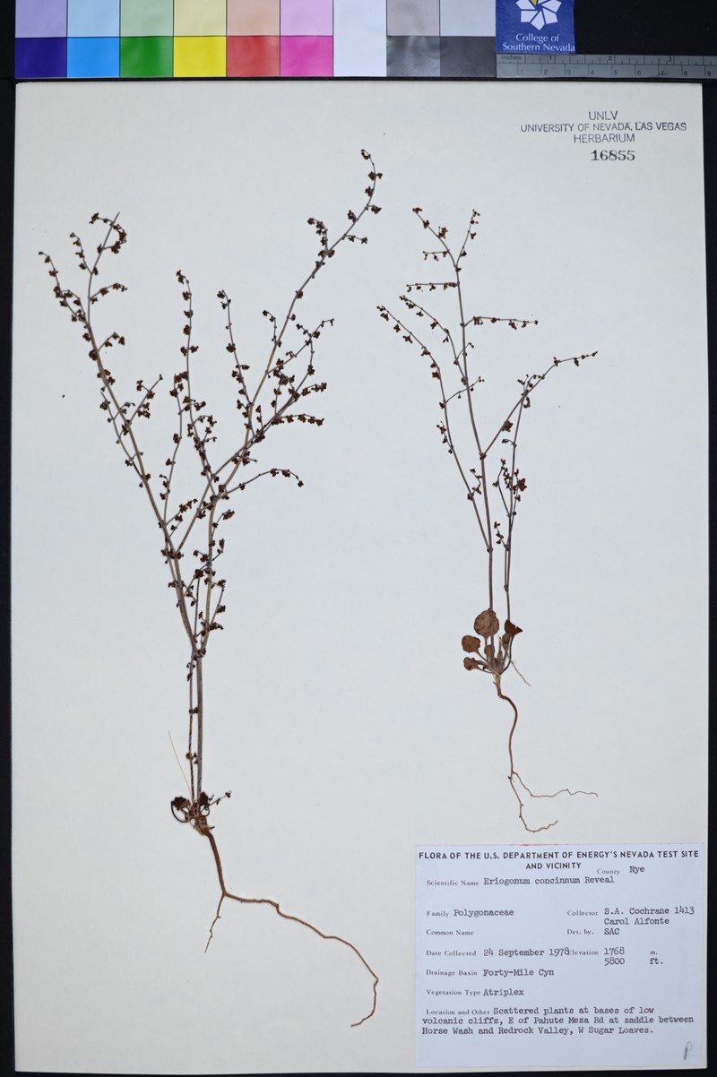 Mourning Buckwheat photo 2
