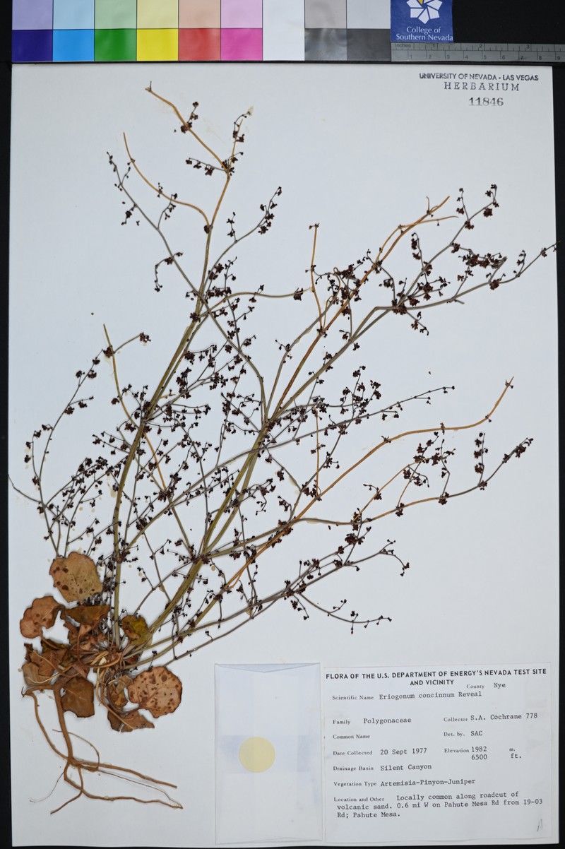 Mourning Buckwheat photo 3