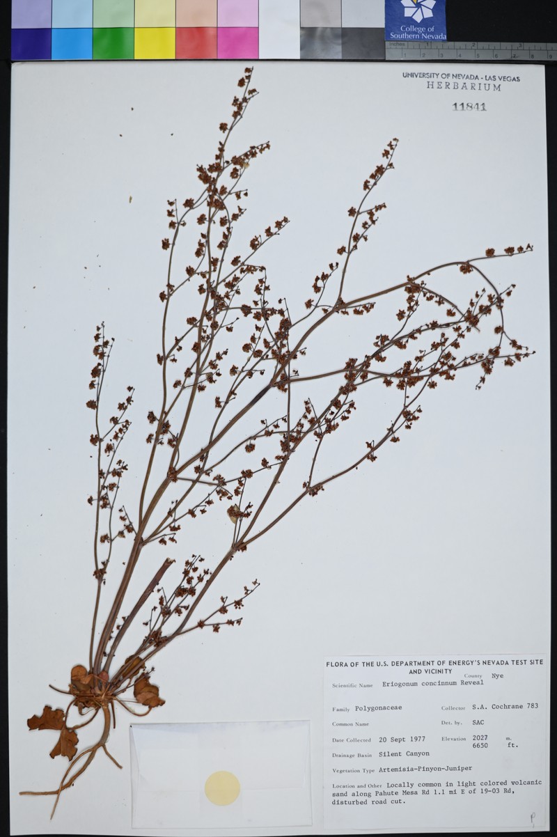 Mourning Buckwheat photo 4