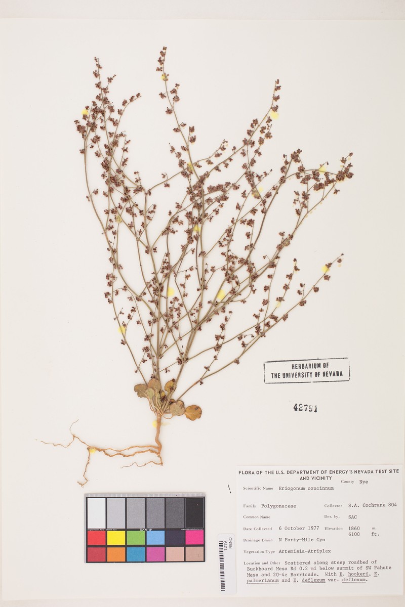 Mourning Buckwheat photo 5