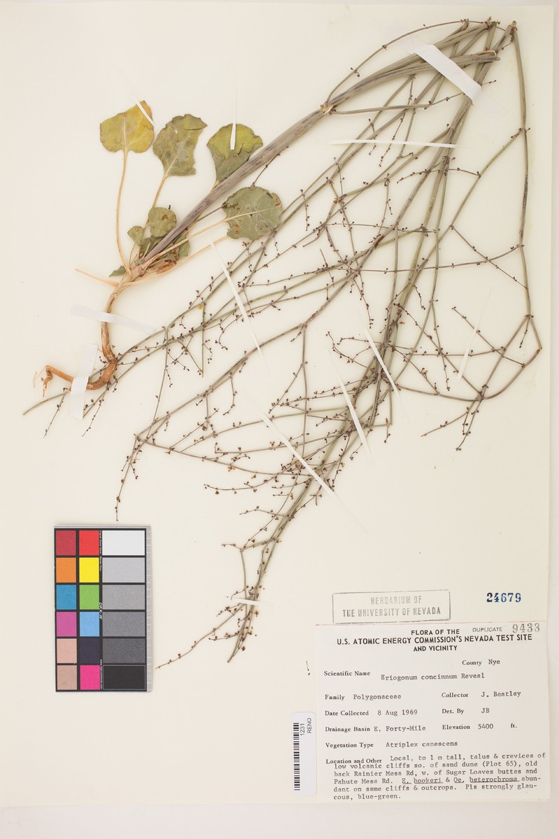 Mourning Buckwheat photo 6