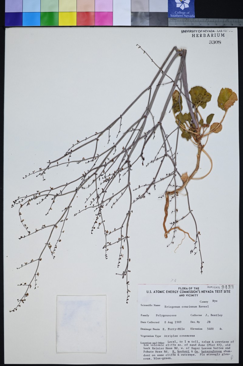 Mourning Buckwheat photo 7