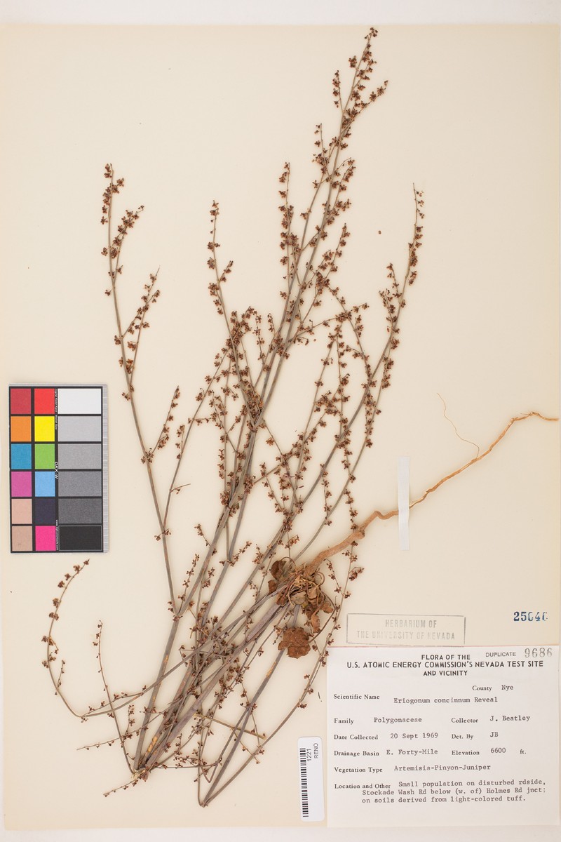 Mourning Buckwheat photo 8