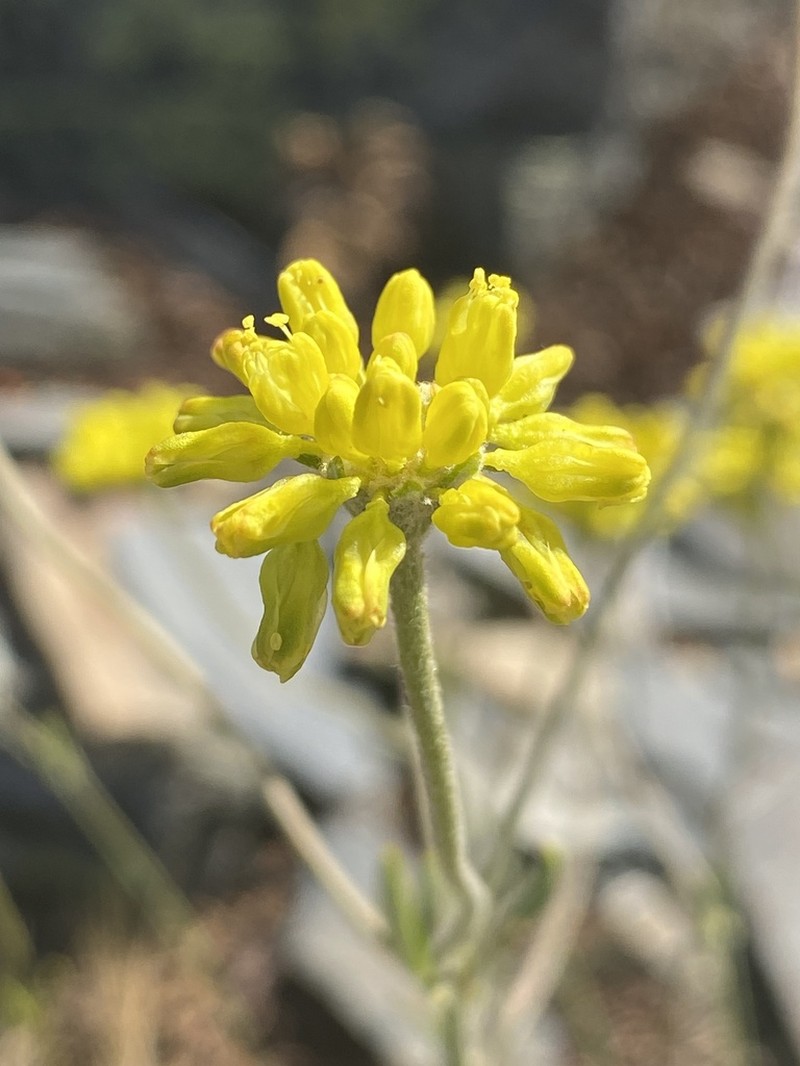 Congdon's Buckwheat