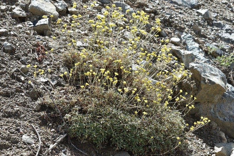 Congdon's Buckwheat photo 2