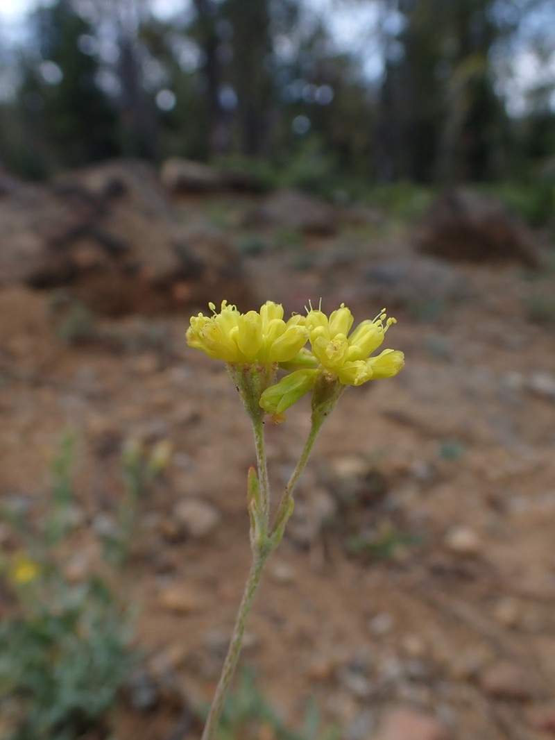 Congdon's Buckwheat photo 3