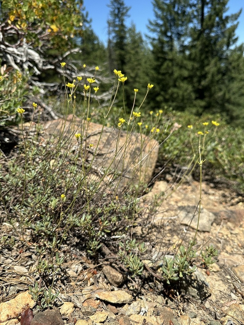 Congdon's Buckwheat photo 4