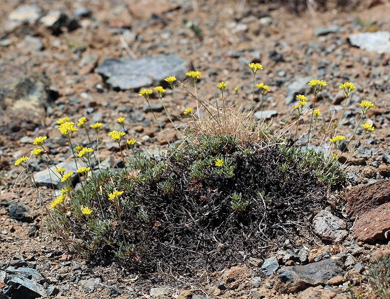 Congdon's Buckwheat photo 6