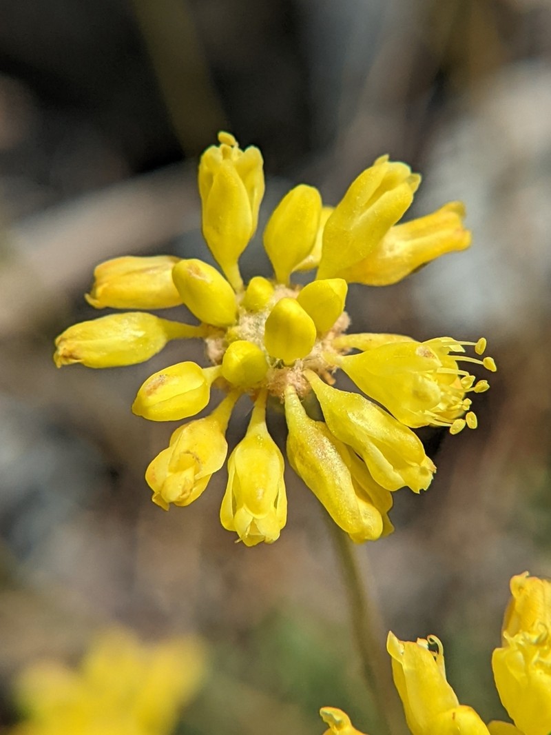 Congdon's Buckwheat photo 7