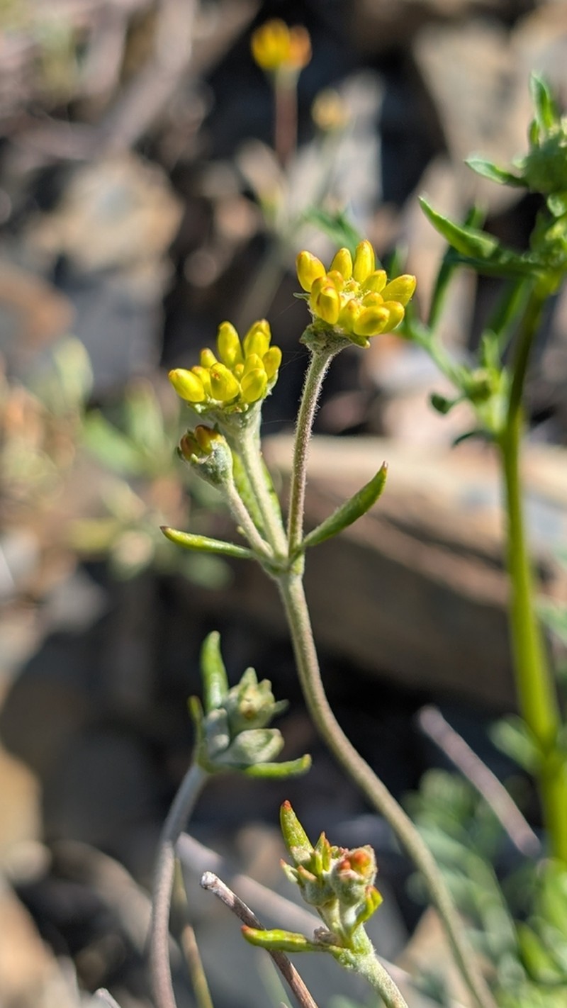 Congdon's Buckwheat photo 8