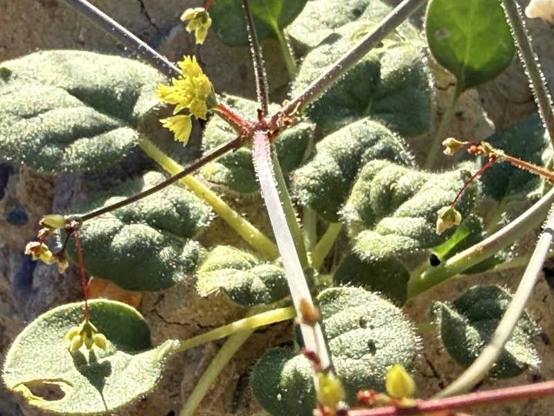 Reveal's Buckwheat
