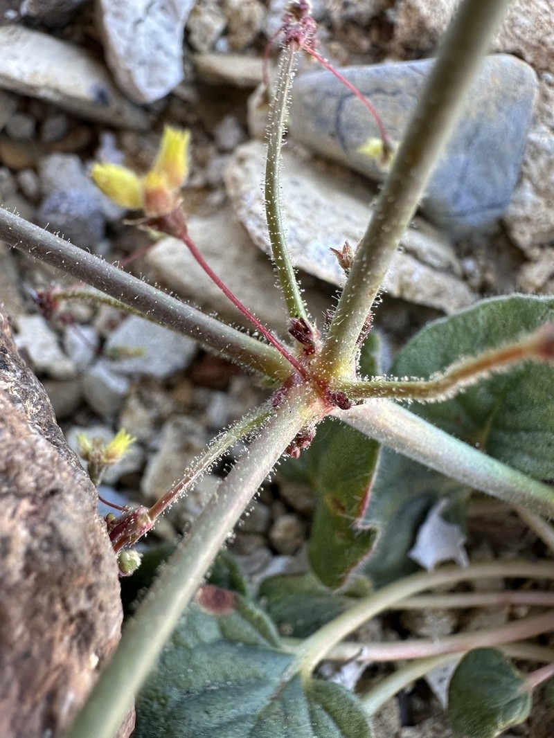 Reveal's Buckwheat photo 2