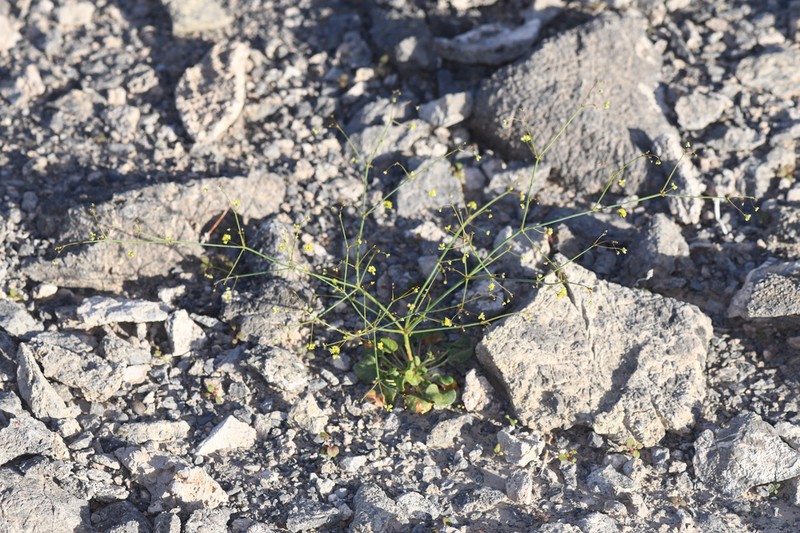 Reveal's Buckwheat photo 3