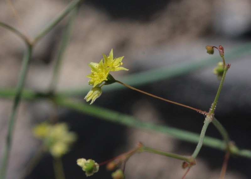 Reveal's Buckwheat photo 4