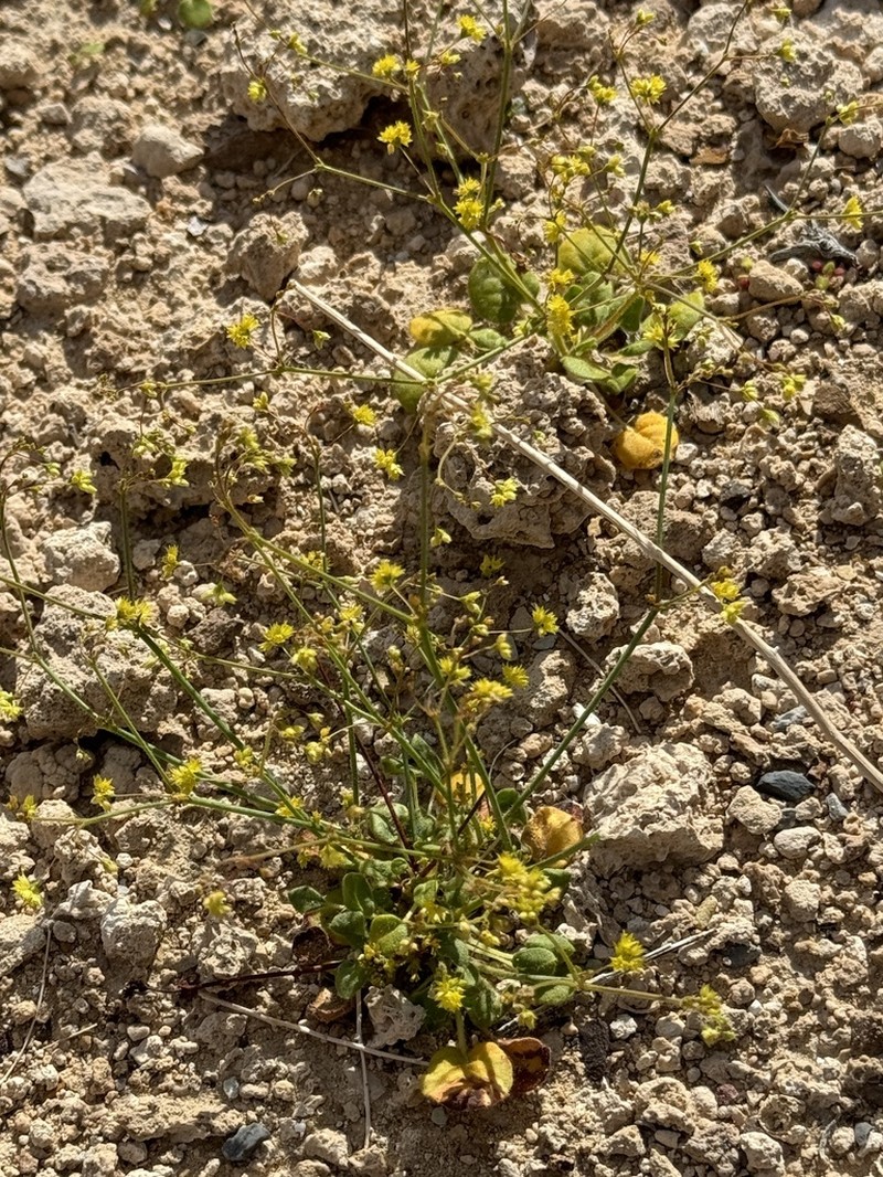 Reveal's Buckwheat photo 6
