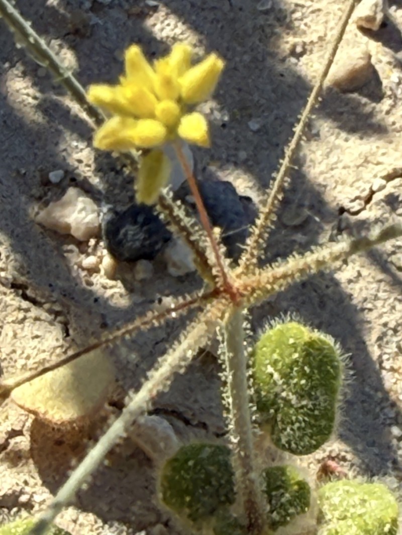 Reveal's Buckwheat photo 7