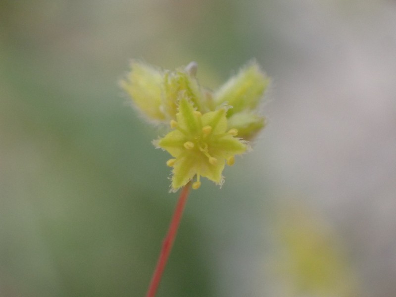 Reveal's Buckwheat photo 8