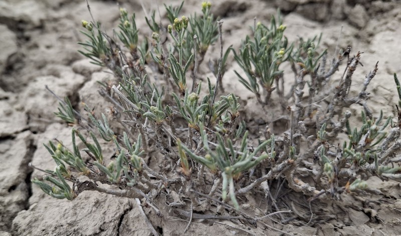 Grand Buckwheat photo 3
