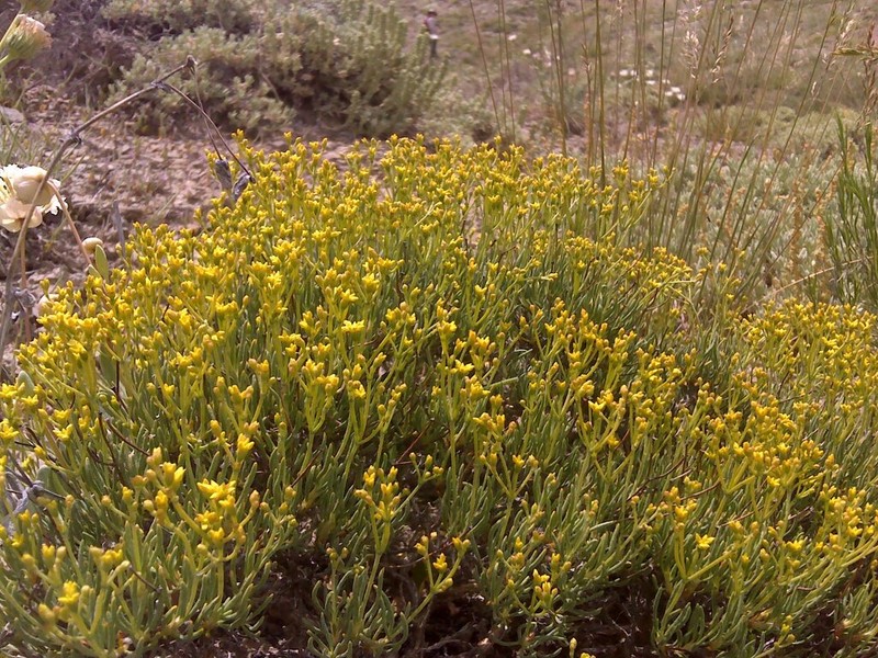 Grand Buckwheat photo 4
