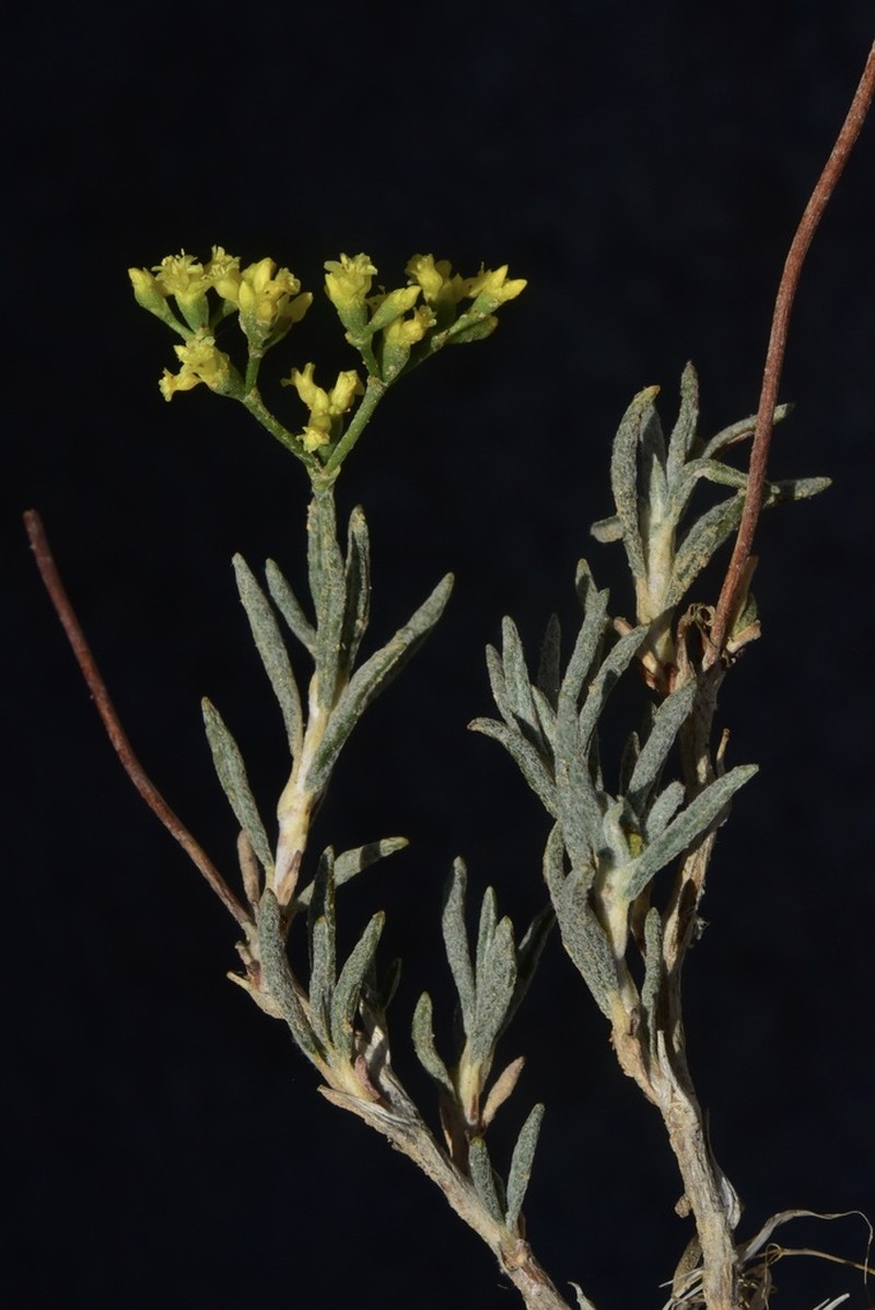 Grand Buckwheat photo 5