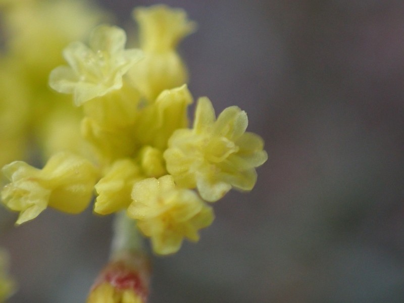 Grand Buckwheat photo 6