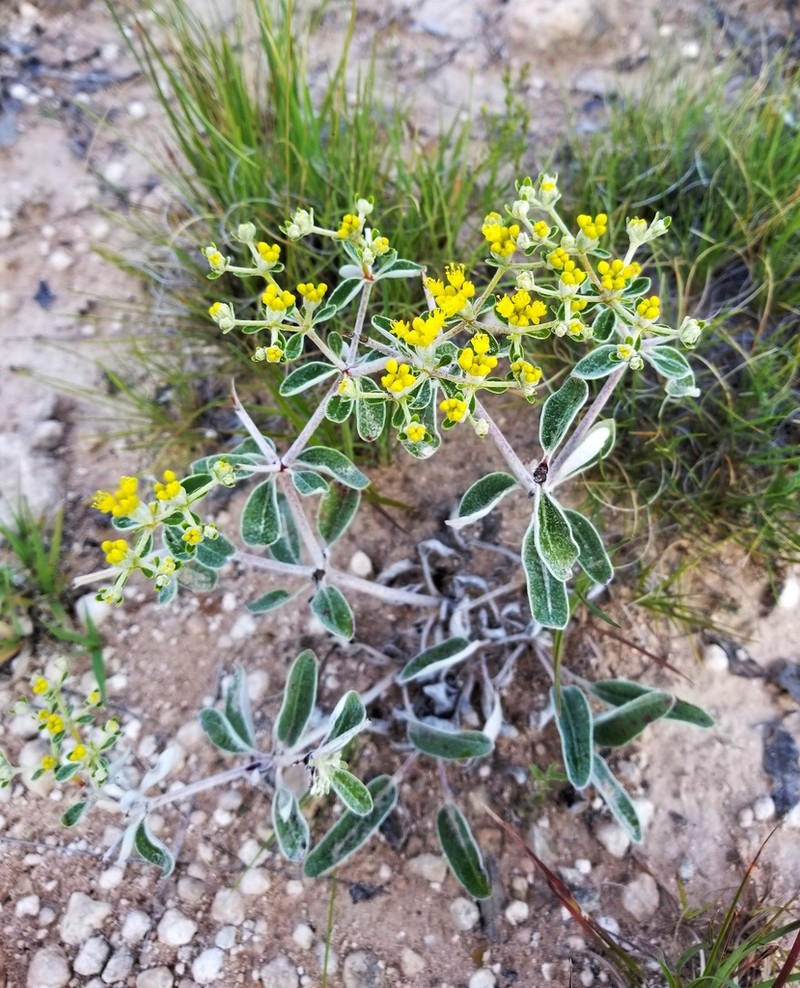 Correll's Buckwheat photo 2