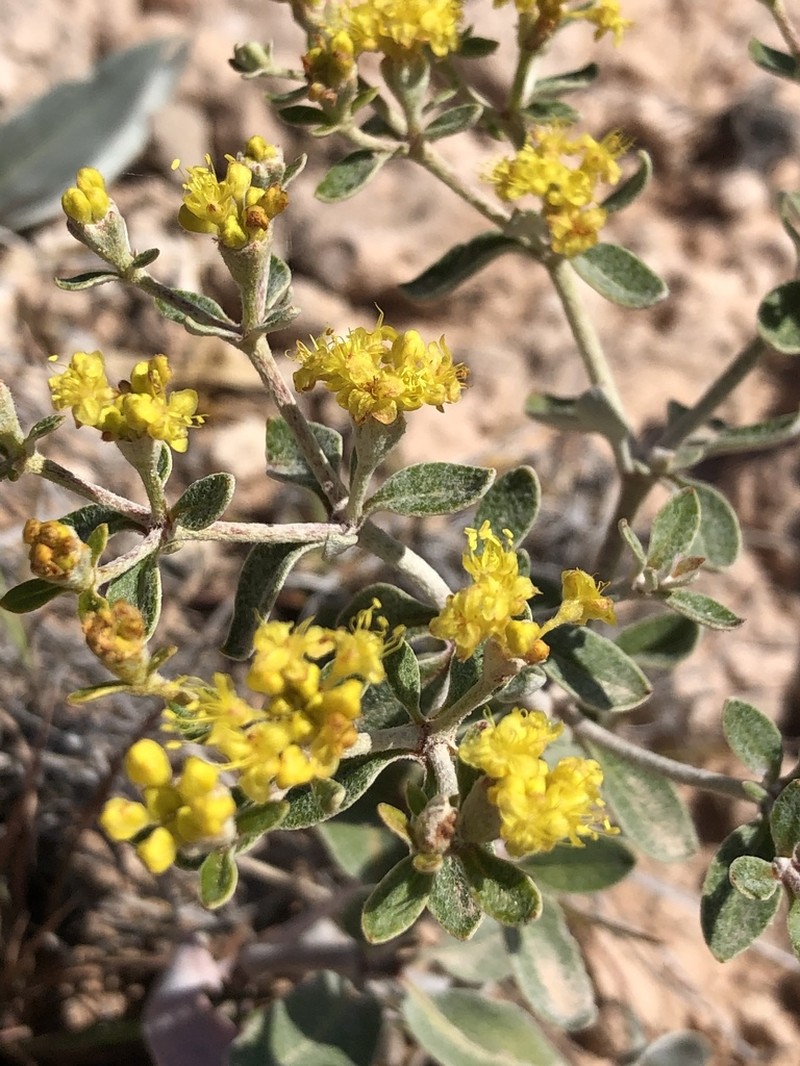 Correll's Buckwheat photo 3