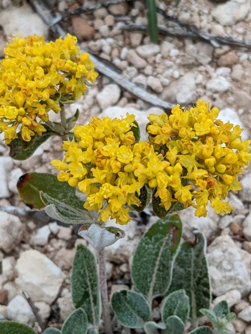Correll's Buckwheat photo 4