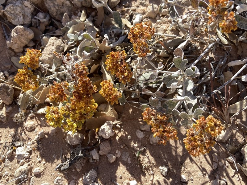 Correll's Buckwheat photo 5
