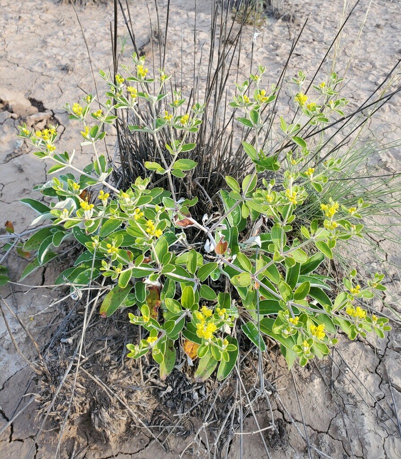 Correll's Buckwheat photo 6