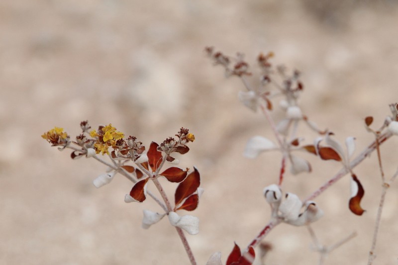Correll's Buckwheat photo 7
