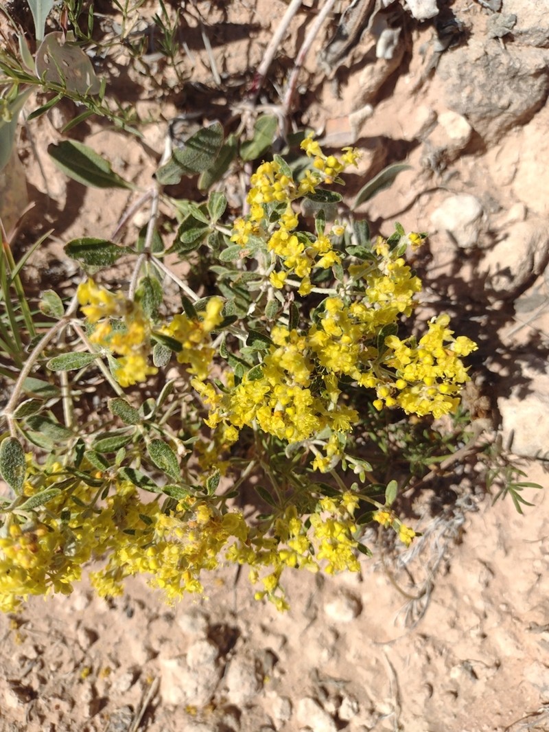 Correll's Buckwheat photo 8