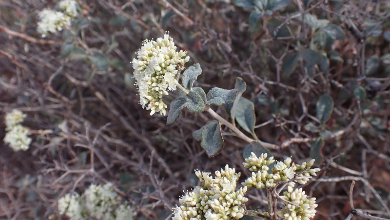 Crispleaf Buckwheat