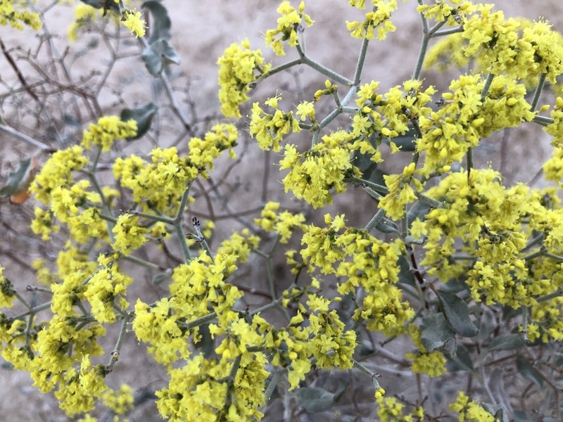 Crispleaf Buckwheat photo 2