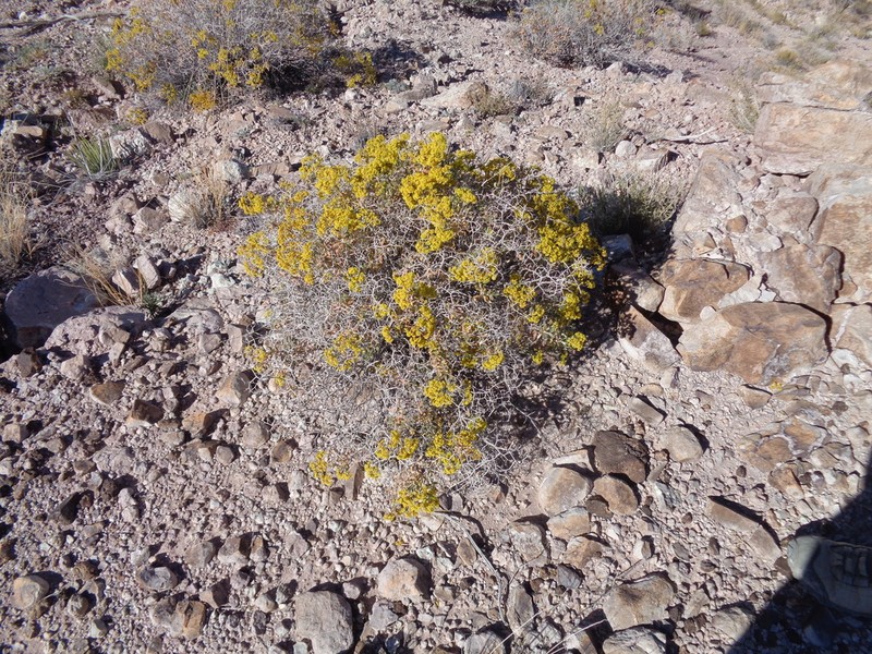 Crispleaf Buckwheat photo 3