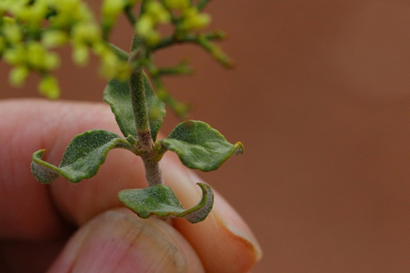 Crispleaf Buckwheat photo 5