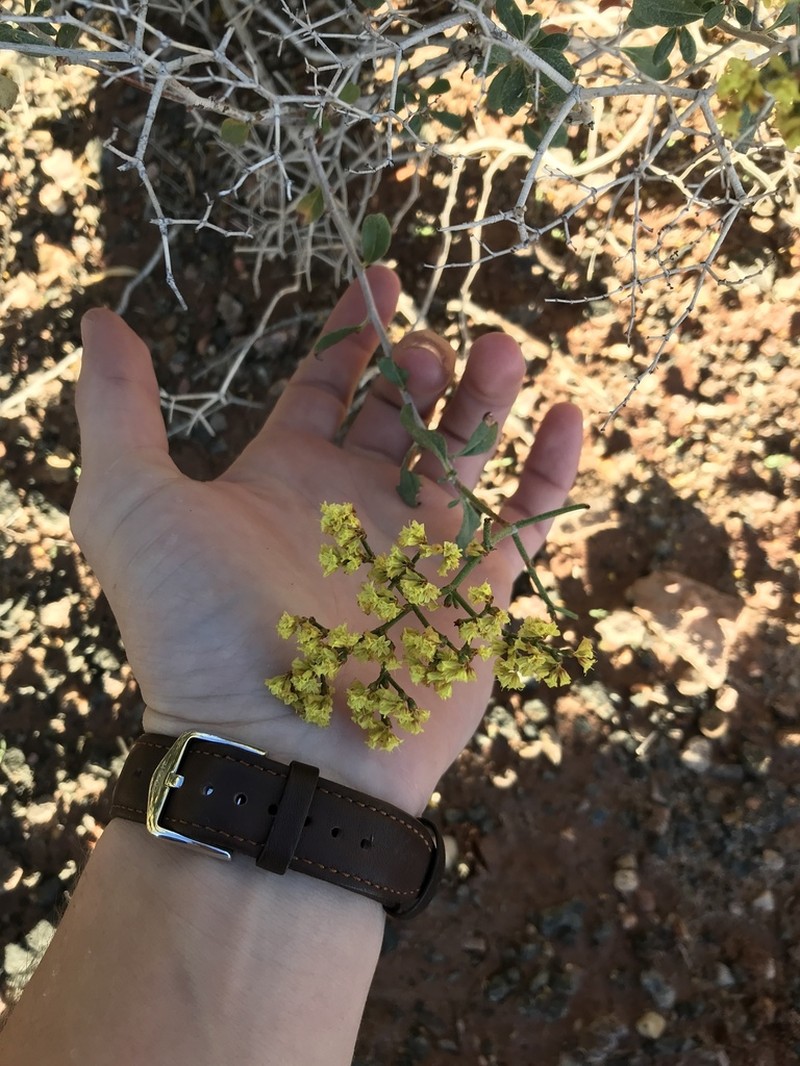 Crispleaf Buckwheat photo 6