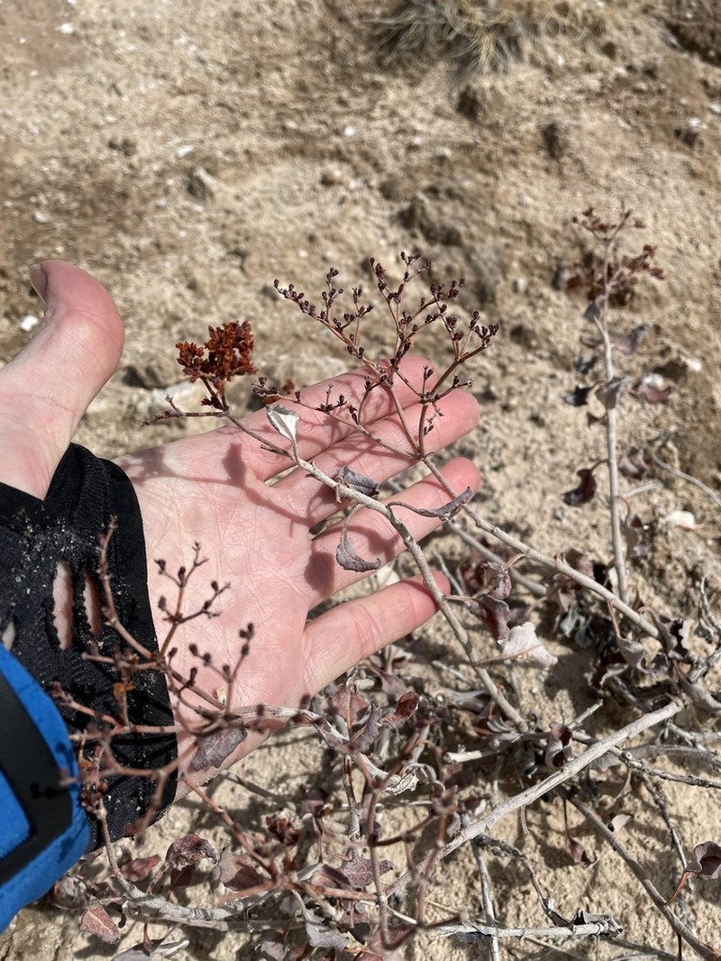 Crispleaf Buckwheat photo 8
