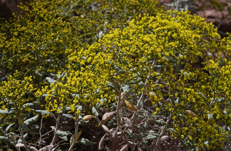 Eriogonum corymbosum var. aureum