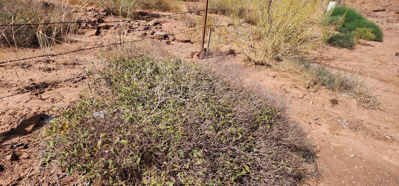 Eriogonum corymbosum var. aureum photo 2