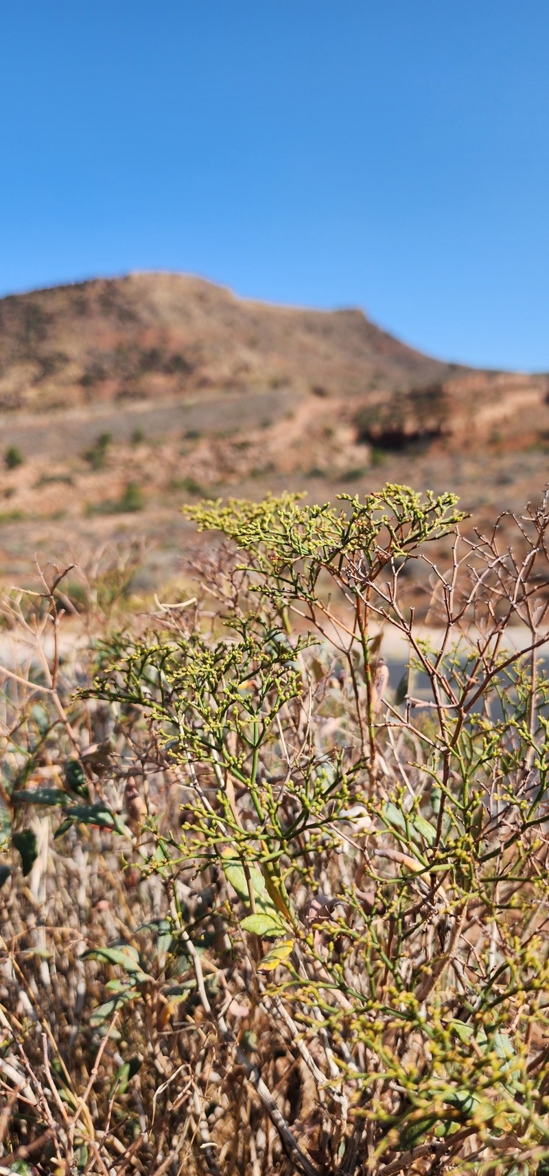 Eriogonum corymbosum var. aureum photo 3