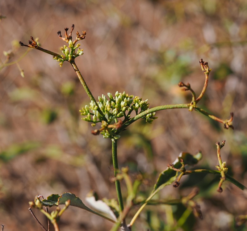 Eriogonum corymbosum var. aureum photo 4